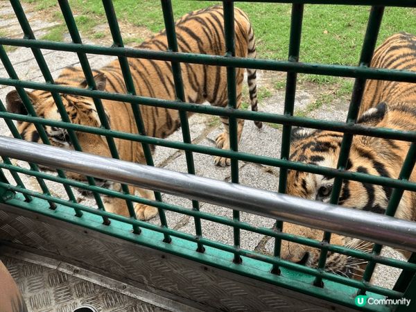 呢度係深圳野生動物園，對比起香港海洋公園同長隆動物園，呢度比...
