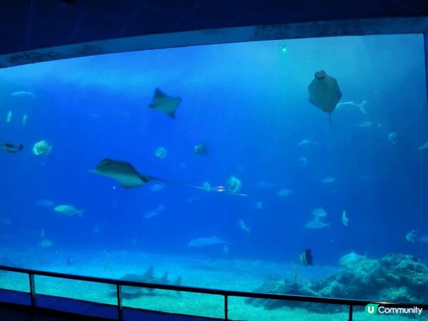 8月去台灣，結果遇上了颱風，最後唯有去了水族館，其他人都覺得...