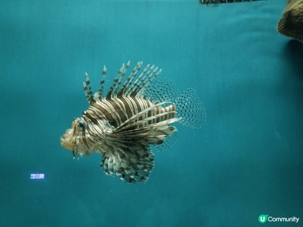 8月去台灣，結果遇上了颱風，最後唯有去了水族館，其他人都覺得...