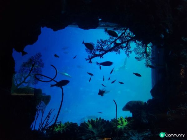 8月去台灣，結果遇上了颱風，最後唯有去了水族館，其他人都覺得...