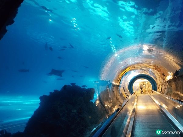 8月去台灣，結果遇上了颱風，最後唯有去了水族館，其他人都覺得...