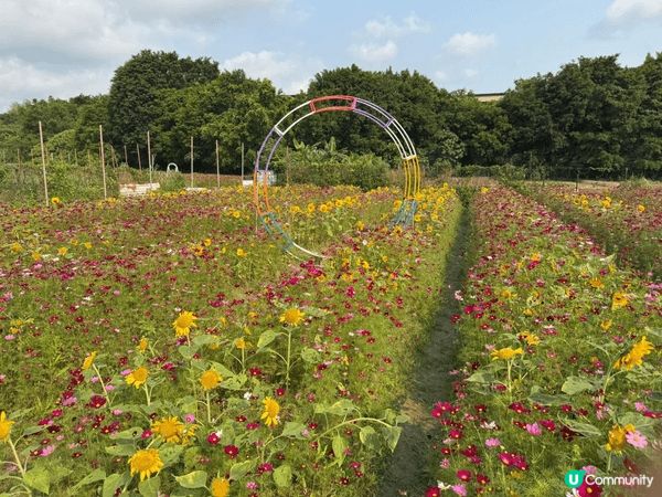 元朗信芯園，花海繽紛，四季皆美，是本地必到打卡熱點！帶埋心愛...