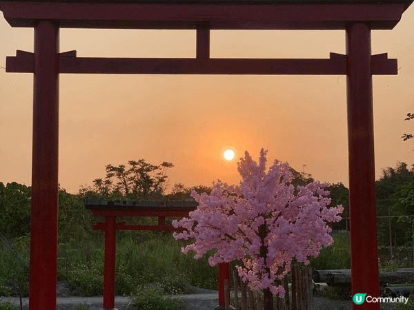 元朗信芯園，花海繽紛，四季皆美，是本地必到打卡熱點！帶埋心愛...