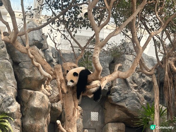 記錄一下生日當日探樂樂、盈盈、加加同得得。本來都係本住睇下、...