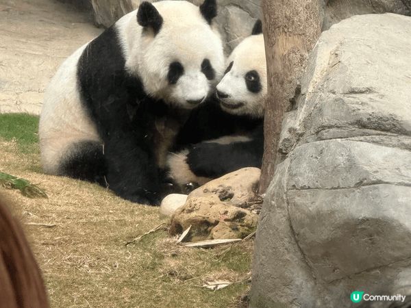 海洋公園親親熊貓並於園內海皇餐廳慶祝生日、訂制了熊貓蛋糕、開...