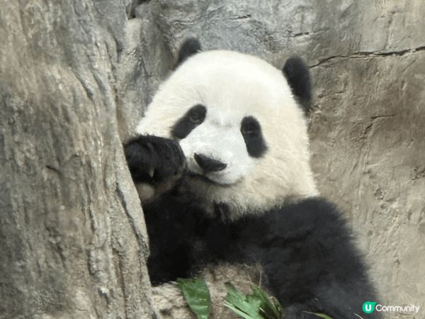 海洋公園親親熊貓並於園內海皇餐廳慶祝生日、訂制了熊貓蛋糕、開...