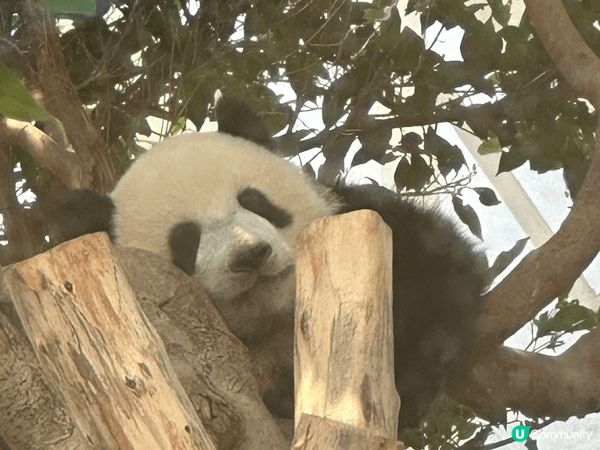 海洋公園親親熊貓並於園內海皇餐廳慶祝生日、訂制了熊貓蛋糕、開...