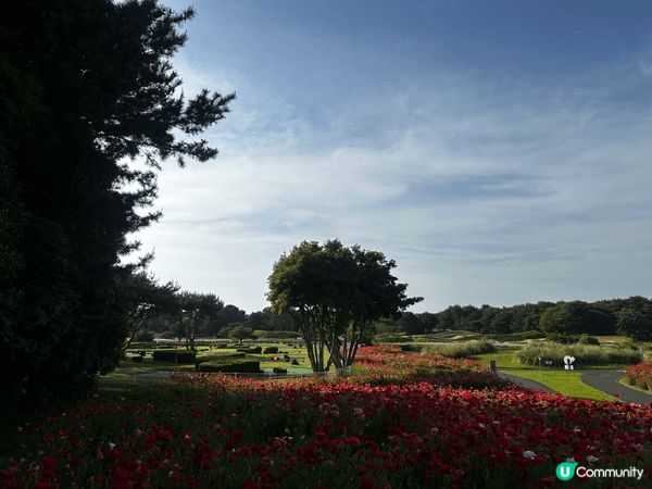相中是位於東京的國營常陸海濱公園。是日報了klook的一日團...