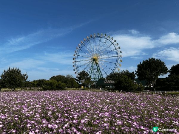 相中是位於東京的國營常陸海濱公園。是日報了klook的一日團...