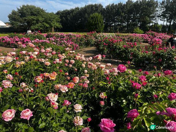 相中是位於東京的國營常陸海濱公園。是日報了klook的一日團...