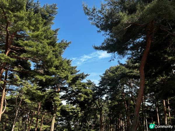 相中是位於東京的國營常陸海濱公園。是日報了klook的一日團...