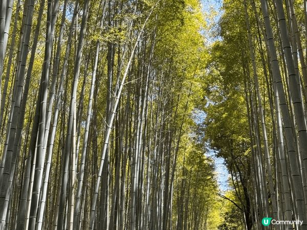 第一次去嵐山🤍