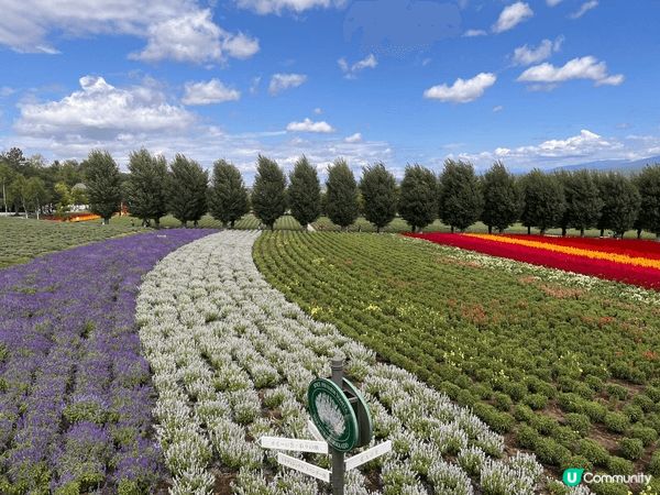 北海道國營瀧野鈴蘭丘陵公園，每年5-9 月都係花開季節，望去...