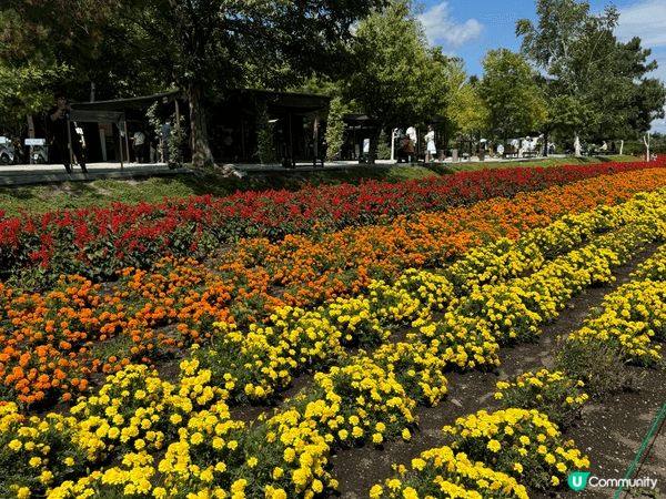 北海道國營瀧野鈴蘭丘陵公園，每年5-9 月都係花開季節，望去...