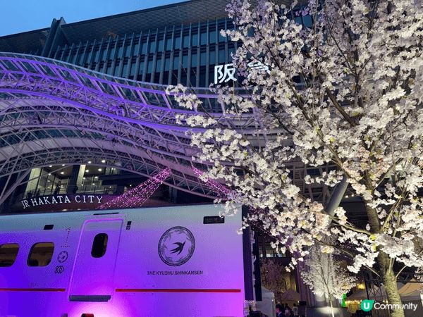 日本福岡 JR博多城前的迷人夜景。優雅的櫻花盛開，與前方炫目...