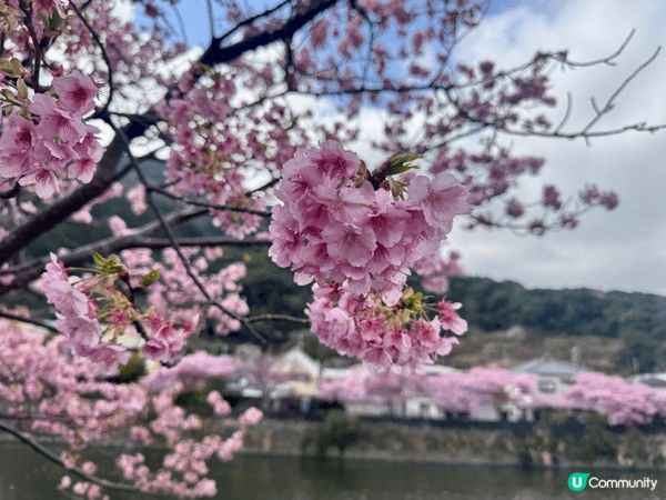 河津櫻-每年最早開的櫻花，今年有機會到河津親眼睇到，真係好靚...