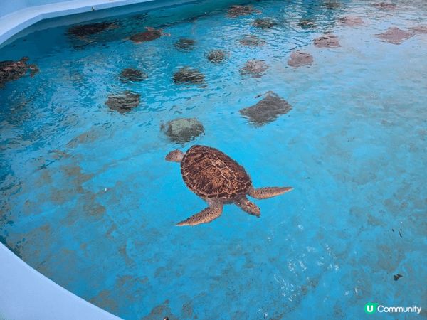 沖繩最出名最大的水族館，自由行去的，沒有跟團，所以自己一早搭...