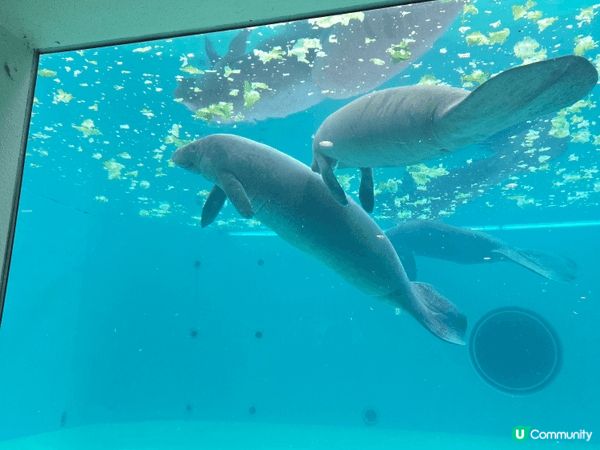 沖繩最出名最大的水族館，自由行去的，沒有跟團，所以自己一早搭...