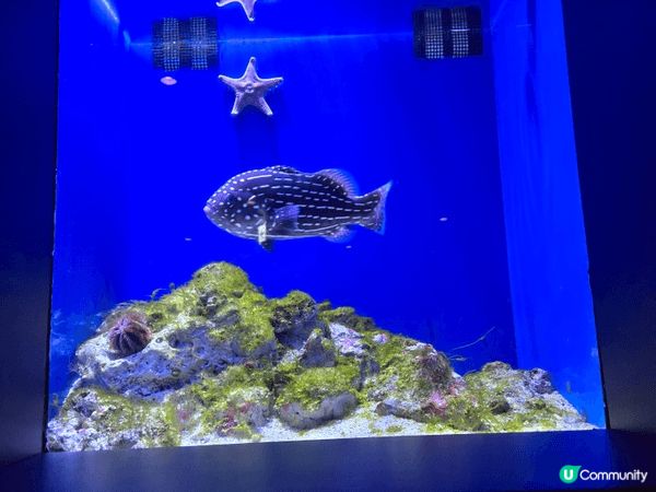 沖繩最出名最大的水族館，自由行去的，沒有跟團，所以自己一早搭...