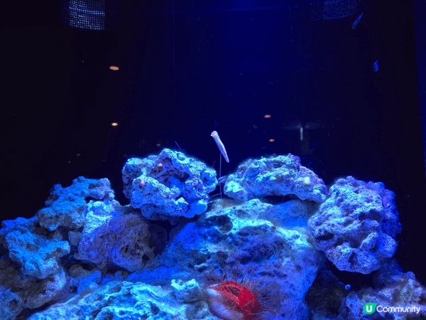 沖繩最出名最大的水族館，自由行去的，沒有跟團，所以自己一早搭...
