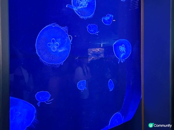 沖繩最出名最大的水族館，自由行去的，沒有跟團，所以自己一早搭...