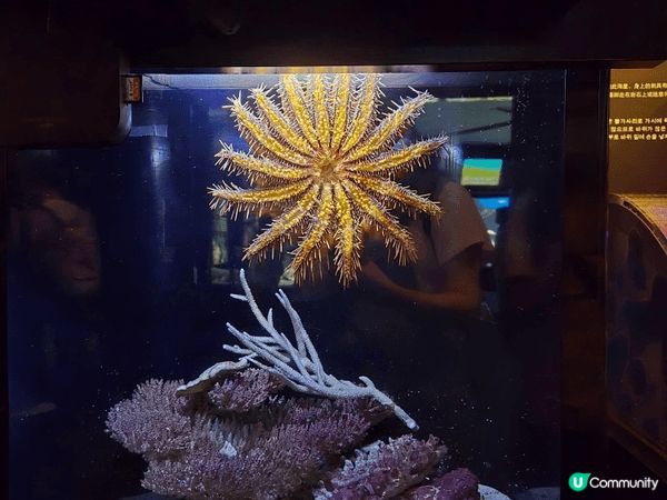 沖繩最出名最大的水族館，自由行去的，沒有跟團，所以自己一早搭...