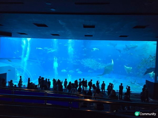 沖繩最出名最大的水族館，自由行去的，沒有跟團，所以自己一早搭...