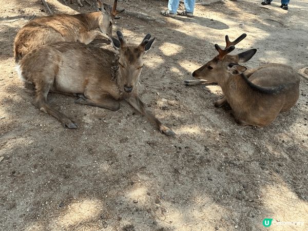 可以暑假的時候帶小朋友去日本大阪玩，大阪市區有天王寺動物園，...