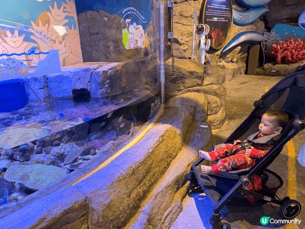 海洋公園係一個好好嘅親子好去處，因為有好多唔同嘅動物，可以睇...