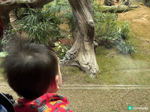海洋公園係一個好好嘅親子好去處，因為有好多唔同嘅動物，可以睇...