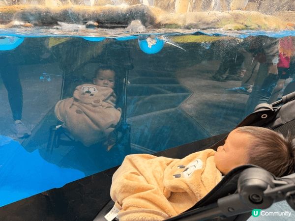 海洋公園係一個好好嘅親子好去處，因為有好多唔同嘅動物，可以睇...
