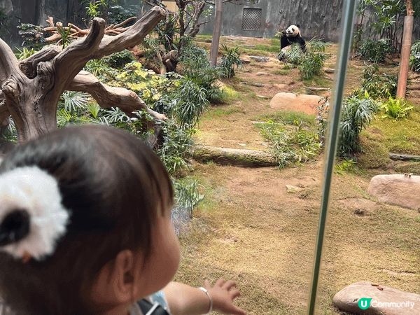 香港海洋公園：可以比小朋友認識平時較少接觸既動物，例如： 熊...