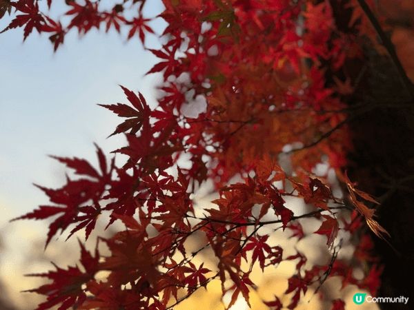 福岡太宰府 寶滿宮竈門神社⛩️