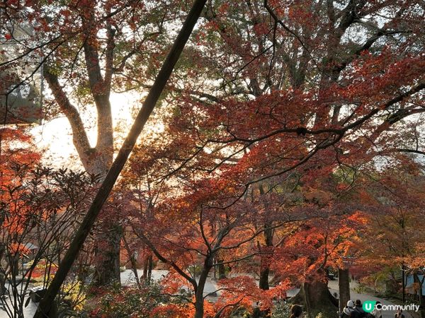 福岡太宰府 寶滿宮竈門神社⛩️