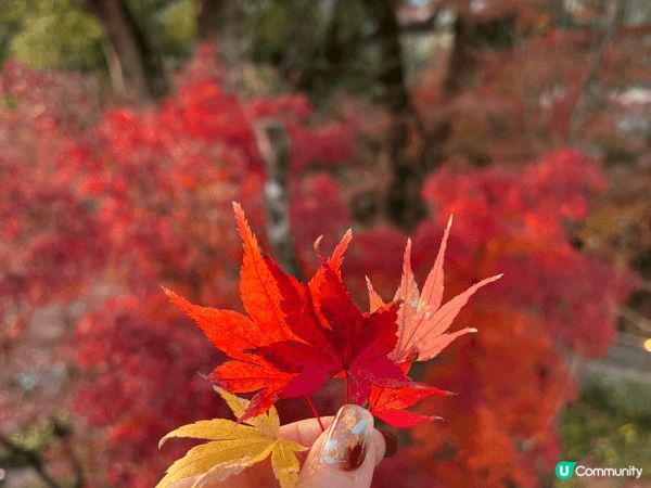 福岡太宰府 寶滿宮竈門神社⛩️