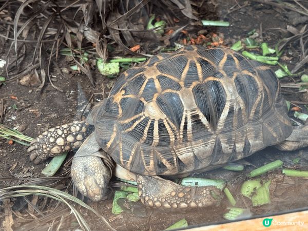 以旅客身份來說，我覺得台北動物園（木柵）超適合安排一整天！園...