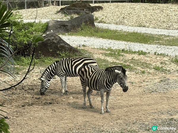 以旅客身份來說，我覺得台北動物園（木柵）超適合安排一整天！園...