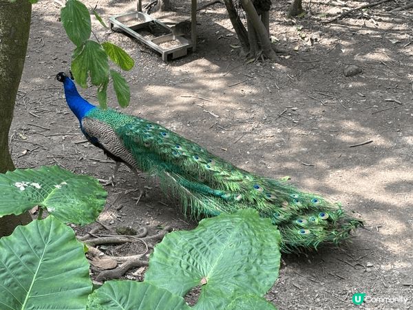 以旅客身份來說，我覺得台北動物園（木柵）超適合安排一整天！園...