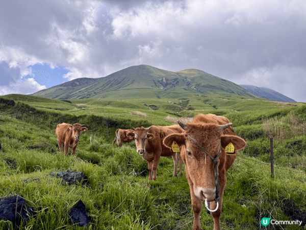 登上九州阿蘇火山，途中偶遇牛群吃草，正是港人最愛喝的「阿蘇牛...