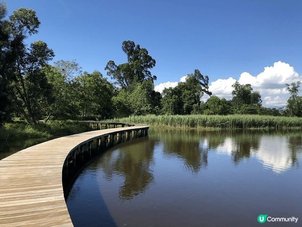 這張圖片是香港濕地公園的木板路。推薦大家來這裡的原因是環境清...