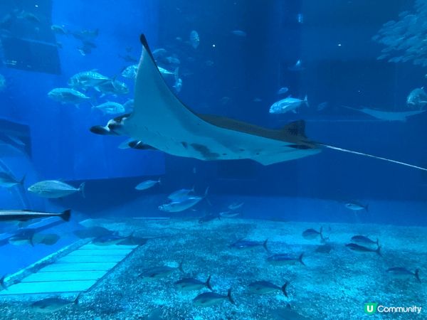 無可置疑，水族館必定是親子好去處之一，跳出書本框架，親眼見到...