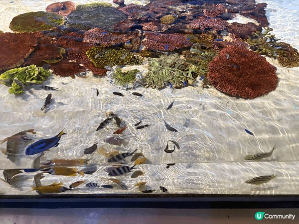 沖繩 ； 非常適合小朋友遊玩，有動物園、海遊館、海中浮潛⋯⋯...