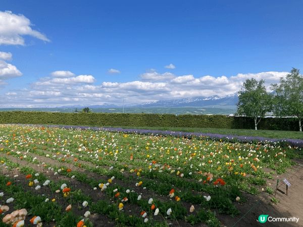 北海道富良野的富田農場，一年四季欣賞薰衣草，加上漂亮的藍天白...