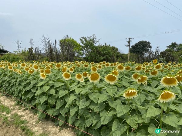 打卡好去處，當然係選擇留港消費，支持本地農業，支持一班有心既...