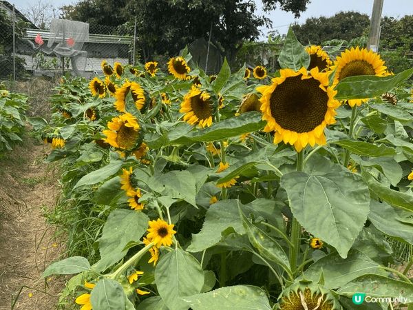 打卡好去處，當然係選擇留港消費，支持本地農業，支持一班有心既...