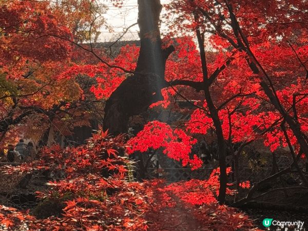 十月份到日本京都是最佳賞楓時候，特別推介夜遊清水寺、永觀堂賞...