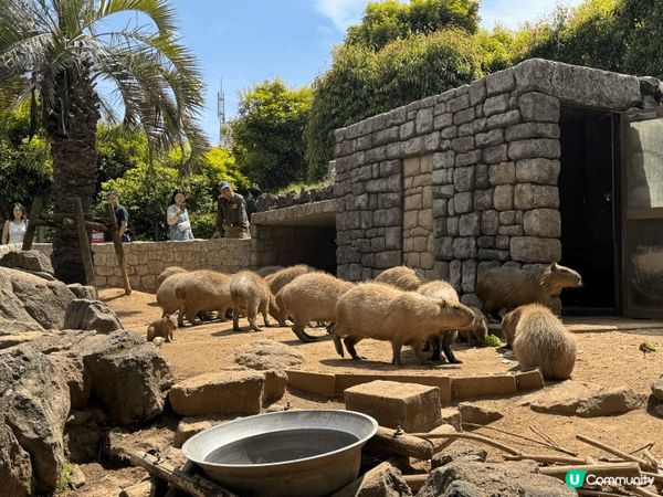 最近一次旅行去咗日本伊豆仙人掌動物園睇水豚，係咪超級可愛呢！...