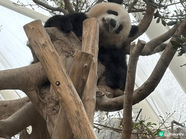 今日去咗海洋公園睇熊貓、各種動物、海洋生物；仲有玩咗好刺激嘅...