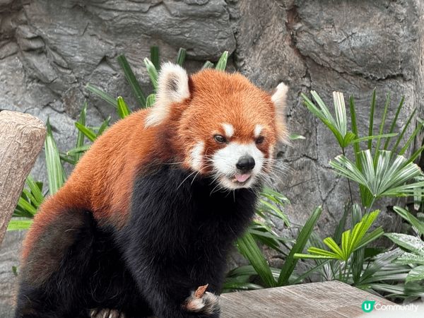 今日去咗海洋公園睇熊貓、各種動物、海洋生物；仲有玩咗好刺激嘅...