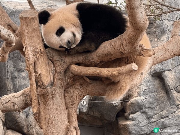 今日去咗海洋公園睇熊貓、各種動物、海洋生物；仲有玩咗好刺激嘅...